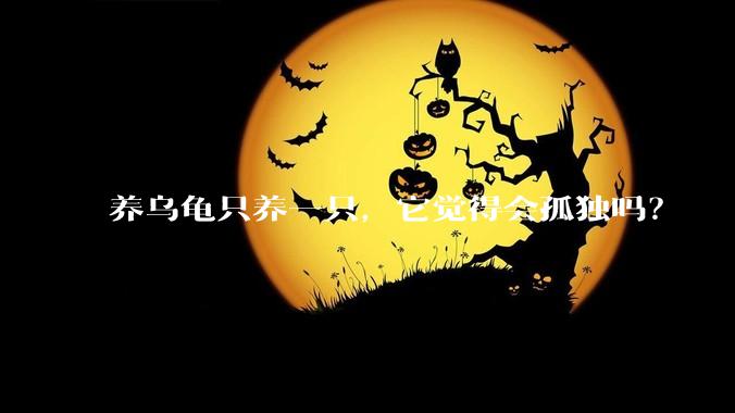 养乌龟只养一只，它觉得会孤独吗？