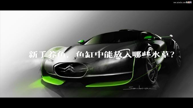 新手养鱼，鱼缸中能放入哪些水草？